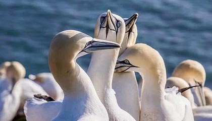 九游娱乐-哈兰德连续17场破门，英超十冠王难敌青春锋线，哈兰德的转会费